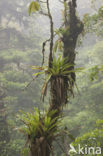 Pineapplefamily (Bromeliaceae)