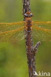 Brown Hawker (Aeshna grandis)