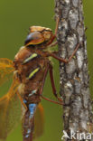 Brown Hawker (Aeshna grandis)