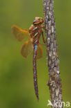 Bruine glazenmaker (Aeshna grandis)