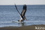 Bruine pelikaan (Pelecanus occidentalis)