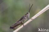 Bruine sprinkhaan (Chorthippus brunneus)