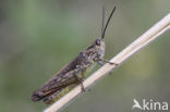 Bruine sprinkhaan (Chorthippus brunneus)