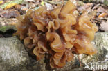 Bruine trilzwam (Tremella foliacea)