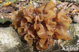 Bruine trilzwam (Tremella foliacea)