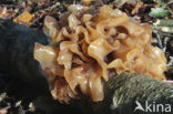 Bruine trilzwam (Tremella foliacea)