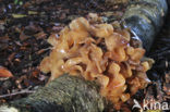 Bruine trilzwam (Tremella foliacea)