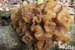 Bruine trilzwam (Tremella foliacea)