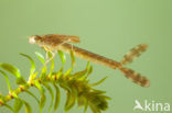 Brown Emerald Damselfly (Sympecma fusca)