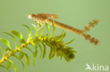 Brown Emerald Damselfly (Sympecma fusca)