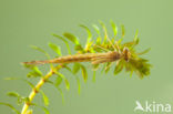 Brown Emerald Damselfly (Sympecma fusca)