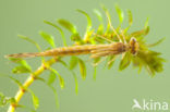 Brown Emerald Damselfly (Sympecma fusca)