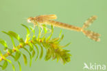 Bruine winterjuffer (Sympecma fusca) 