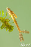 Brown Emerald Damselfly (Sympecma fusca)