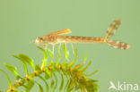 Brown Emerald Damselfly (Sympecma fusca)