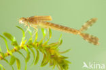 Brown Emerald Damselfly (Sympecma fusca)