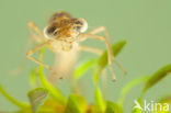 Brown Emerald Damselfly (Sympecma fusca)