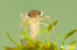 Brown Emerald Damselfly (Sympecma fusca)