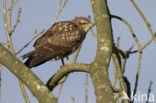 Common Buzzard (Buteo buteo)