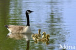 Canada Goose (Branta canadensis)