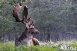 Fallow Deer (Dama dama)