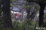 Fallow Deer (Dama dama)