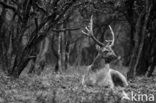 Fallow Deer (Dama dama)