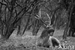 Fallow Deer (Dama dama)