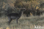 Fallow Deer (Dama dama)