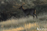 Fallow Deer (Dama dama)