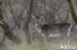 Fallow Deer (Dama dama)