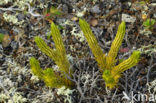 Fir Clubmoss (Huperzia selago)