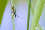 Leaf beetle (Donacia sp.)