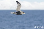 Northern Fulmar (Fulmarus glacialis glacialis)