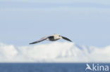 Donkere Noordse Stormvogel (Fulmarus glacialis glacialis)