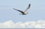 Donkere Noordse Stormvogel (Fulmarus glacialis glacialis)