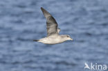 Donkere Noordse Stormvogel (Fulmarus glacialis glacialis)