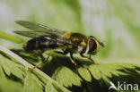 Hoverfly (Leucozona glaucia)