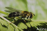 Doorzichtig gele melkzwever (Leucozona glaucia)