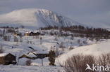 Dovrefjell National Park