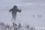 Dovrefjell National Park