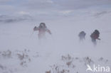 Dovrefjell National Park