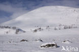 Dovrefjell National Park