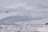 Dovrefjell National Park