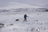 Dovrefjell National Park