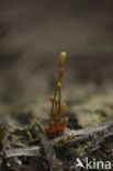 Draadgentiaan (Cicendia filiformis) 