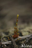 Yellow Centaury (Cicendia filiformis)