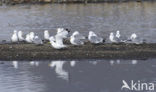 Black-legged Kittiwake (Rissa tridactyla)