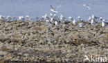 Black-legged Kittiwake (Rissa tridactyla)