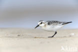 Drieteenstrandloper (Calidris alba)